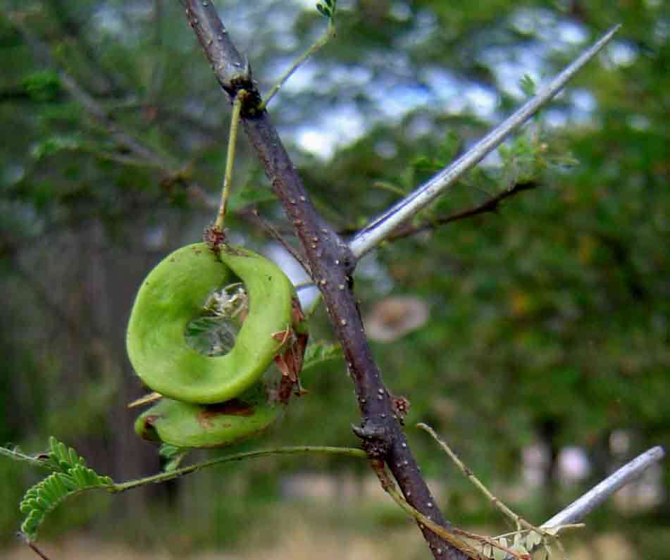 Image of umbrella thorn