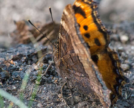 Nymphalis polychloros Linnaeus 1758 resmi