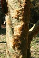 Vachellia xanthophloea (Benth.) Banfi & Galasso resmi