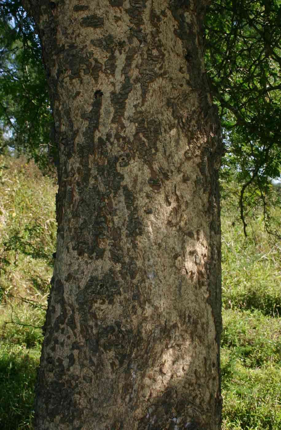 Image of acacia