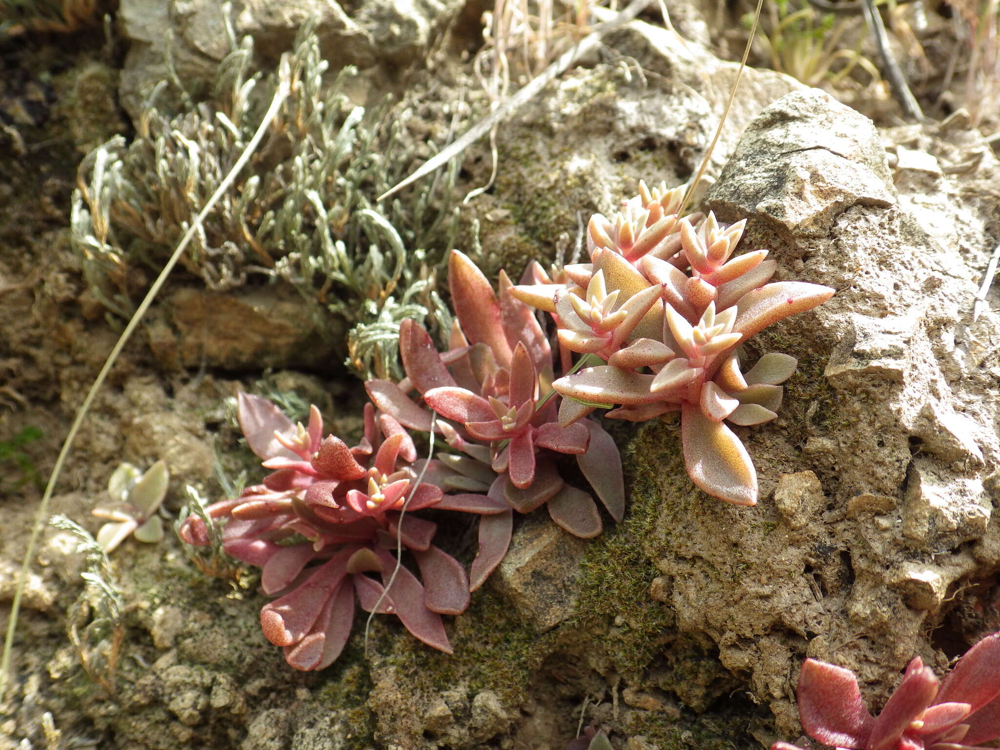 Image of Conejo dudleya