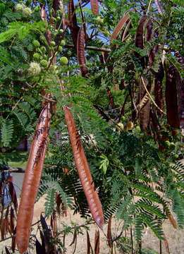 Plancia ëd Leucaena