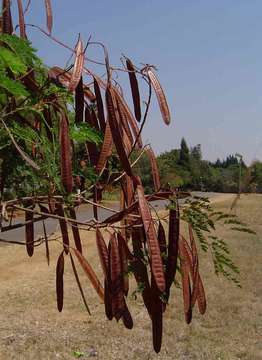 Plancia ëd Leucaena