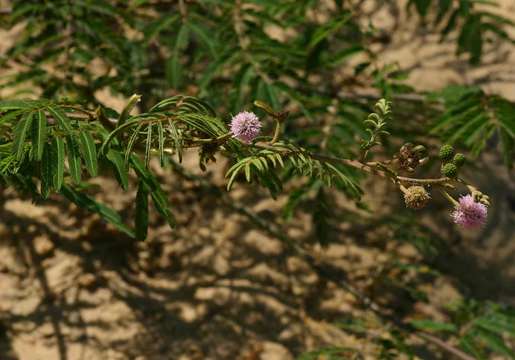 Image of sensitive plant