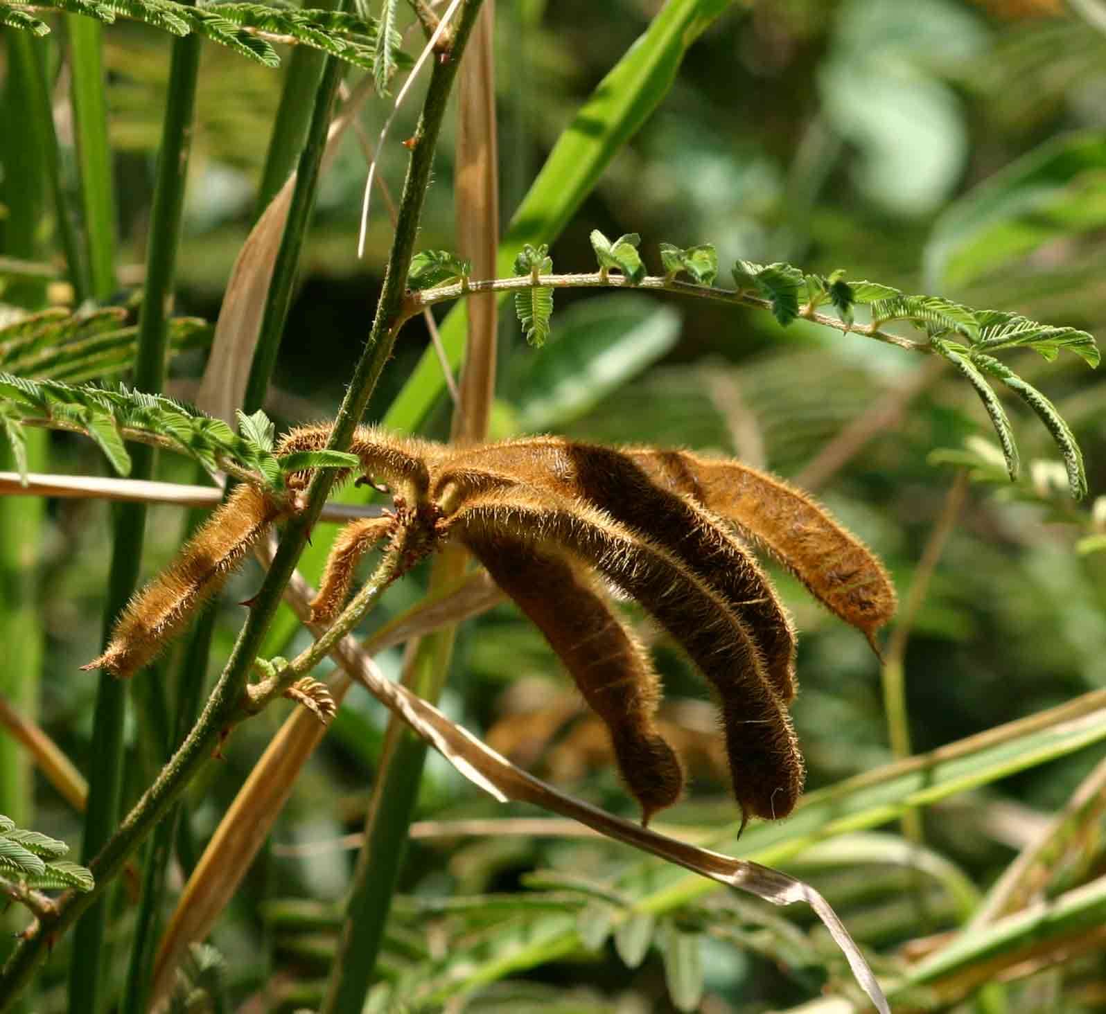 Image of sensitive plant