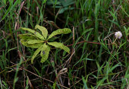 Image of sensitive plant