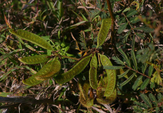 Image of sensitive plant