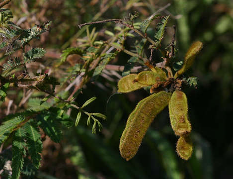 Image of sensitive plant