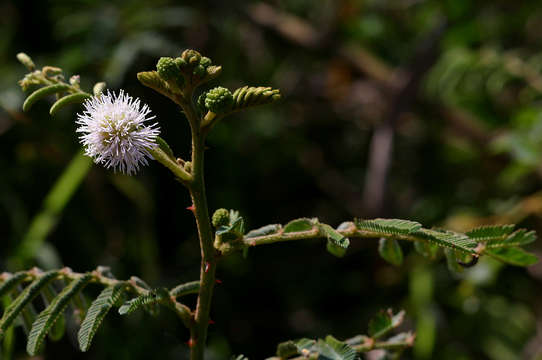 Image of sensitive plant