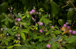 Image of sensitive plant