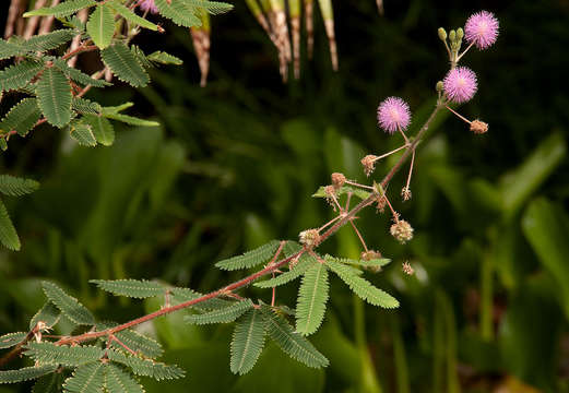 Imagem de Mimosa