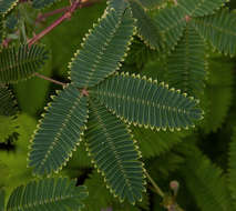 Image of sensitive plant