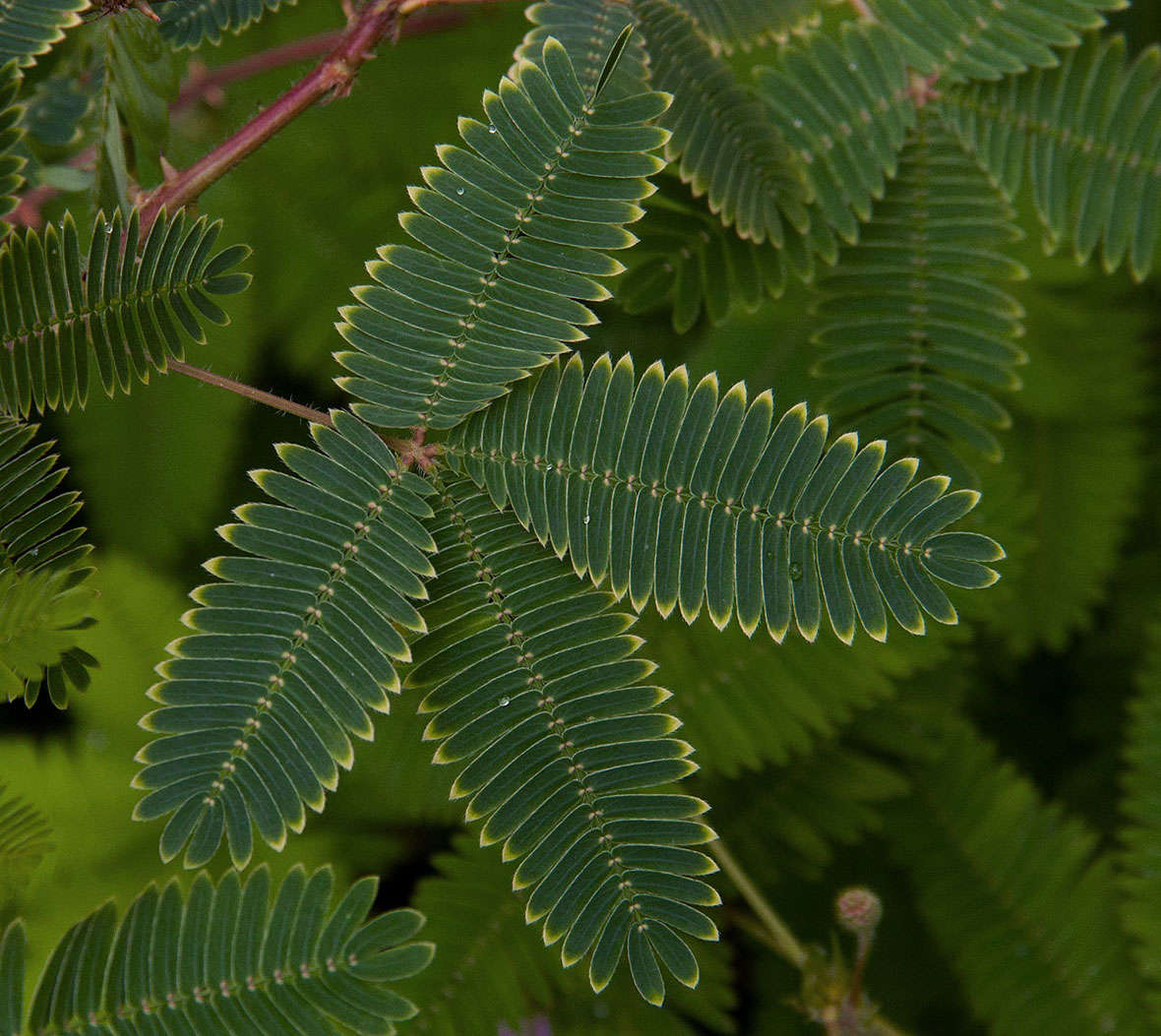 Image of sensitive plant