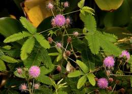 Image of sensitive plant