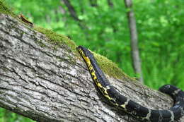 Image of Russian Ratsnake