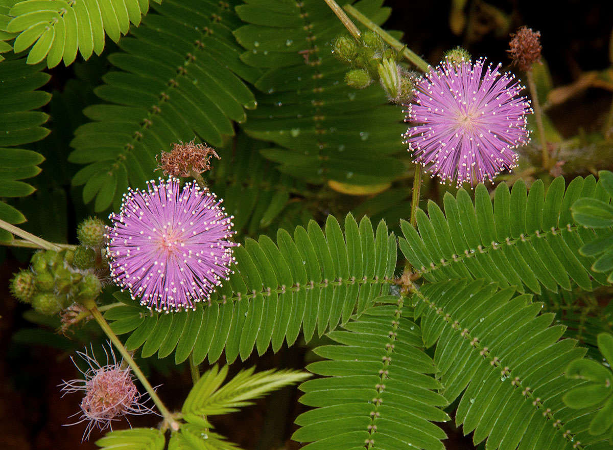 Image of sensitive plant