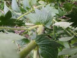 Image of fragrant agrimony