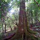 Image of Forest newtonia