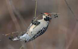 Image of Red-bellied Woodpecker