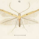 Image of Batrachedra arenosella Walker 1864