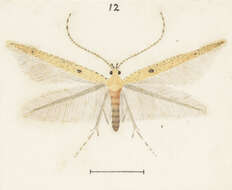 Image of Batrachedra arenosella Walker 1864