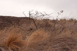 Imagem de Elephantorrhiza goetzei (Harms) Harms