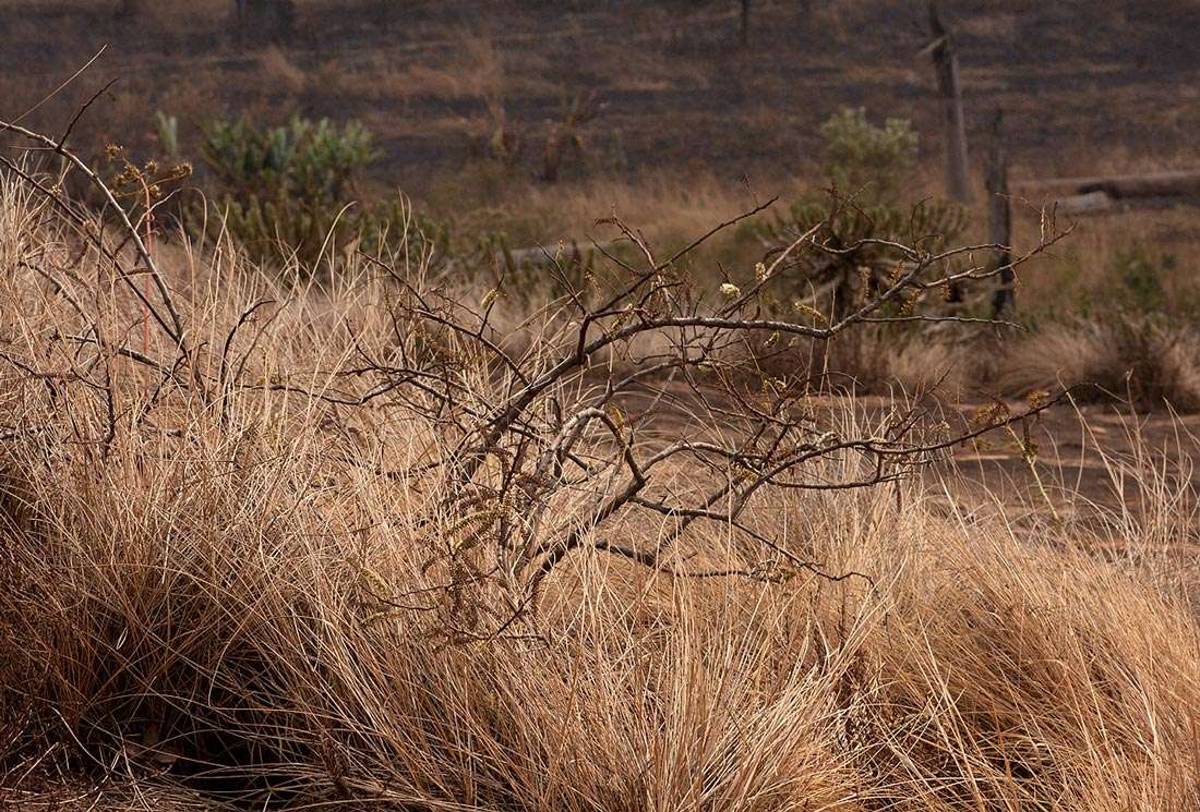 Image of Elephantorrhiza goetzei (Harms) Harms