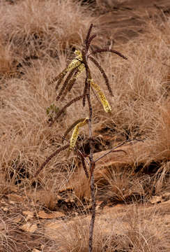 Image of Elephantorrhiza goetzei (Harms) Harms