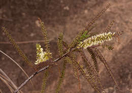 Imagem de Elephantorrhiza goetzei (Harms) Harms