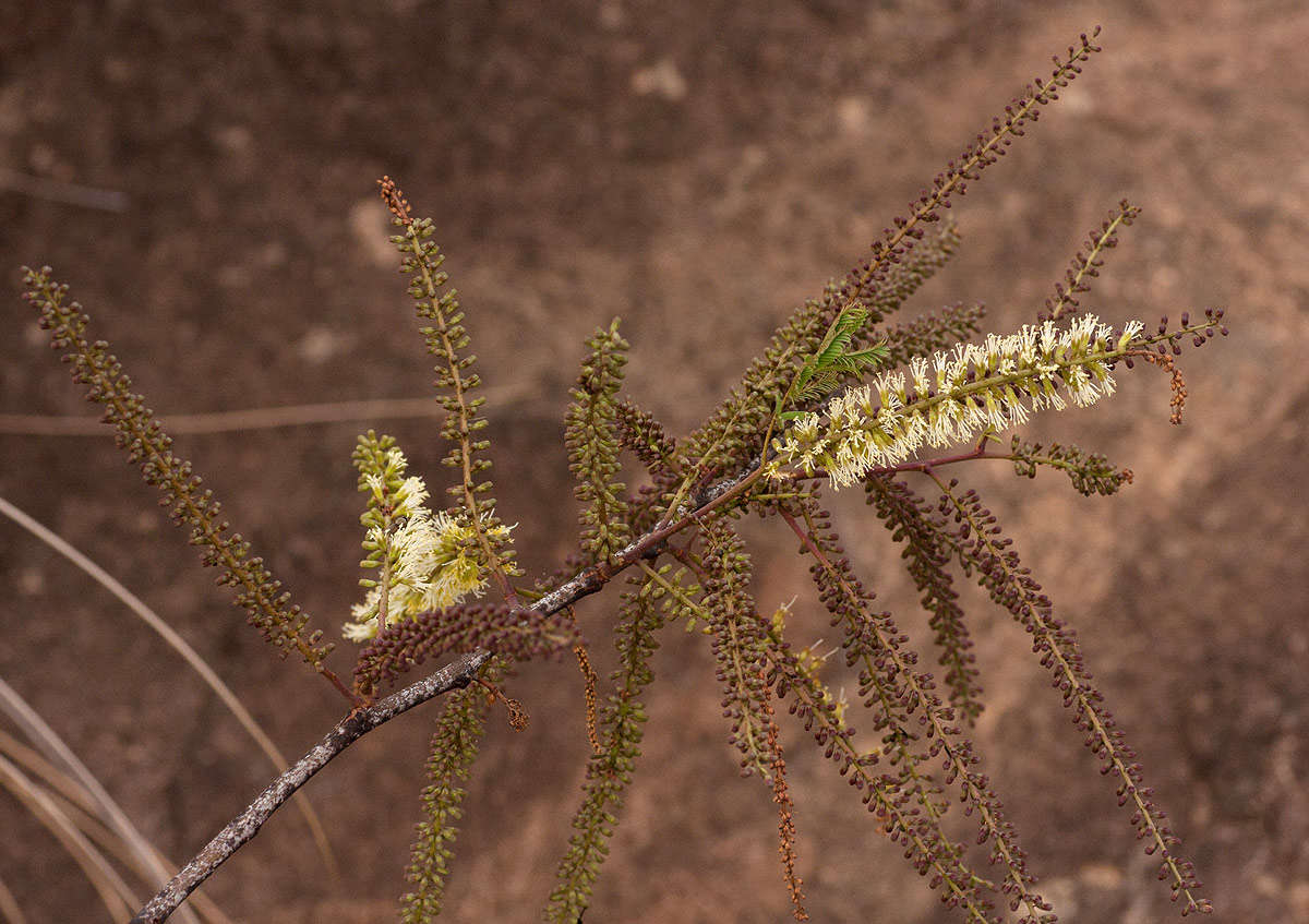 Image of Elephantorrhiza goetzei (Harms) Harms