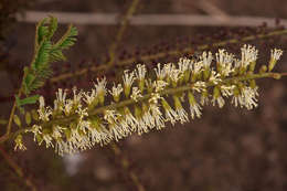 Image of Elephantorrhiza goetzei (Harms) Harms