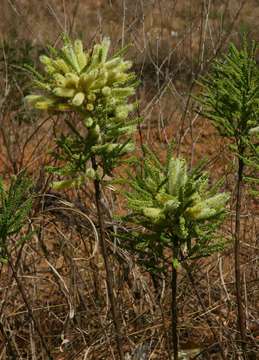 Plancia ëd Elephantorrhiza suffruticosa Schinz