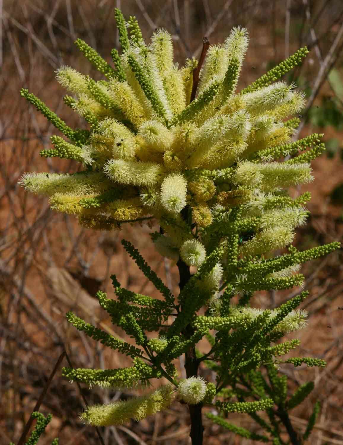 Imagem de Elephantorrhiza suffruticosa Schinz