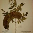 Image of Entada arenaria subsp. arenaria