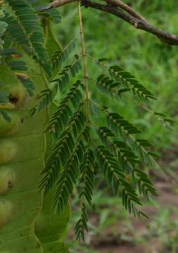 Image of callingcard vine