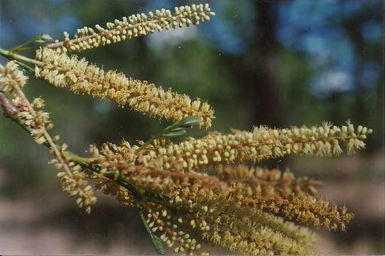 Image of callingcard vine