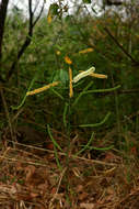 Image of Sea-bean