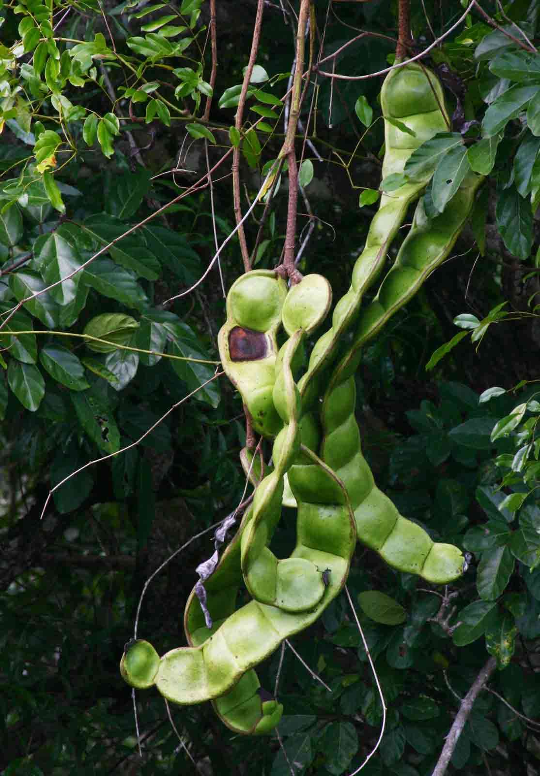 Image of Sea-bean