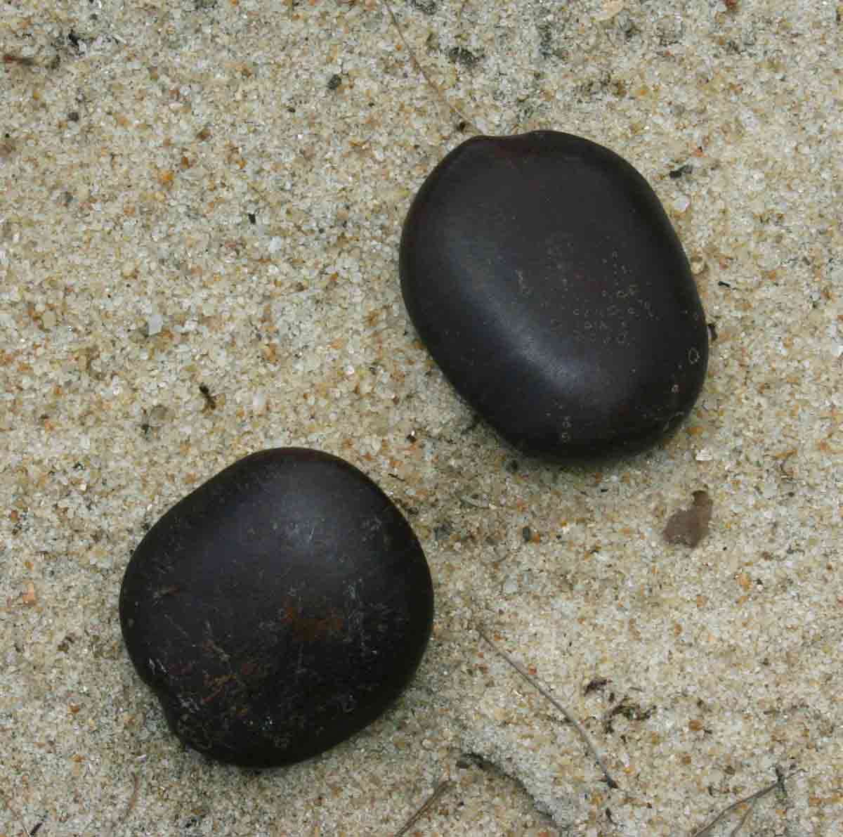 Image of Sea-bean