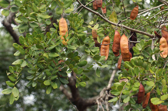 Image of Ordeal tree