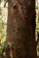 Image of Forest ordeal tree