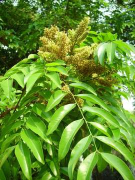 Image of Forest ordeal tree