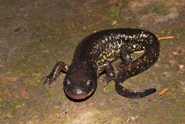 Image of Yellow-peppered Salamander