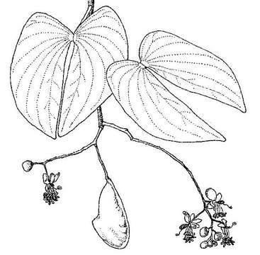Image of Colophospermum