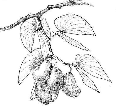 Image of Colophospermum