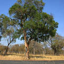 Image of Rhodesian copalwood