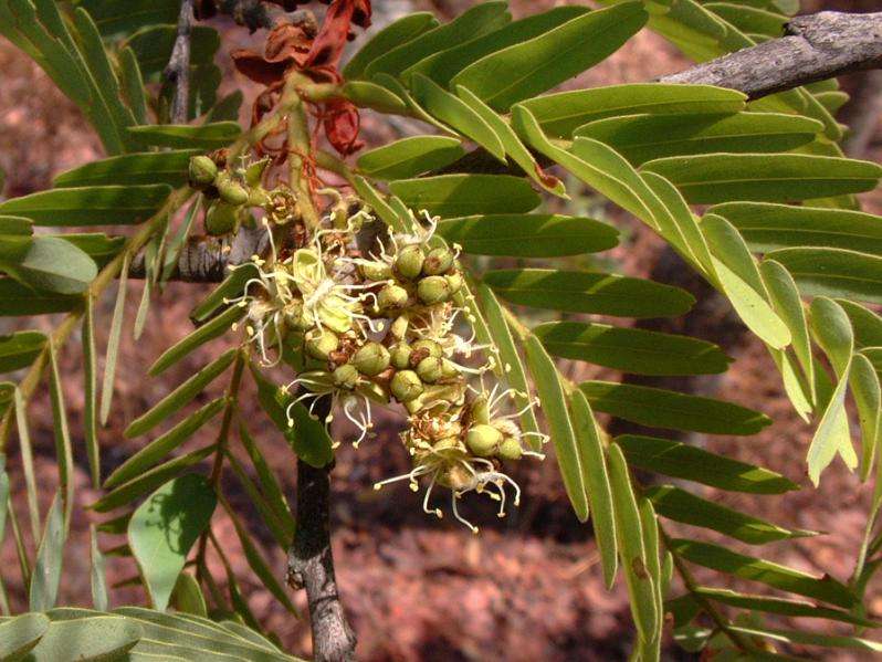 Imagem de Brachystegia boehmii Taub.