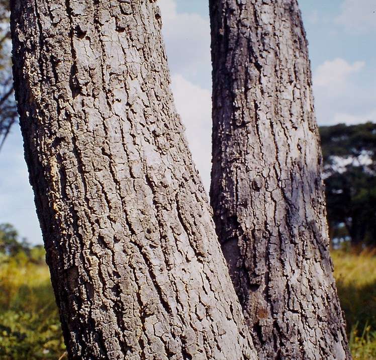 Imagem de Brachystegia boehmii Taub.