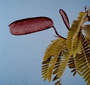 Image of Brachystegia boehmii Taub.