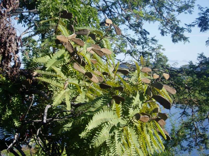 Imagem de Brachystegia boehmii Taub.